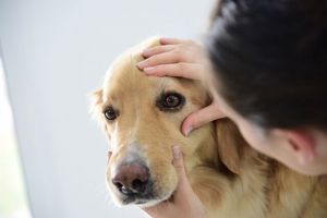 Якщо червоні очі у собаки, кон'юнктивіт? Чим лікувати?