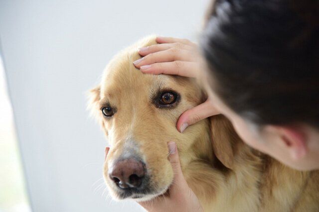 Воспаление глаза и роговицы у собаки