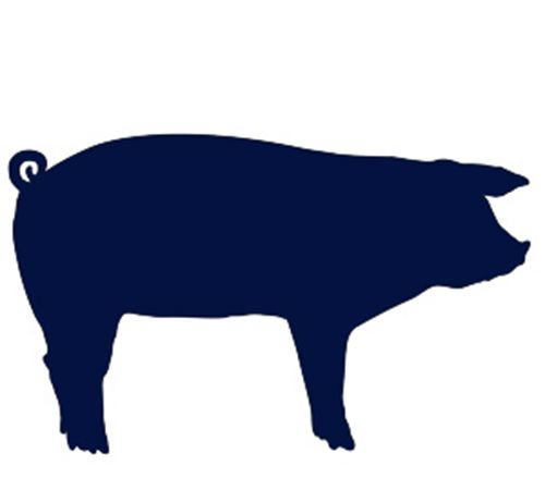 Можно ли кормить свиней кукурузой?