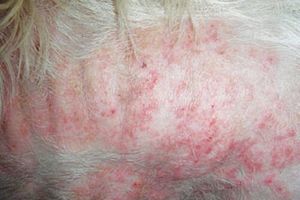 Аллергия у животных, какие препараты помогут вашему питомцу