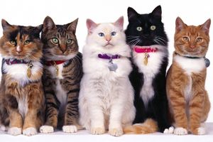 Самые распространенные болезни у котов и кошек