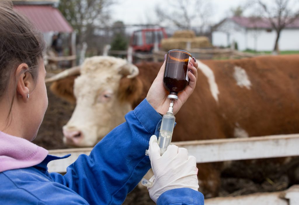 Антибіотики для корів