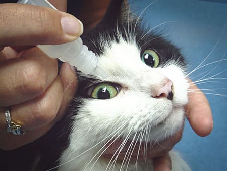 капли для глаз коту