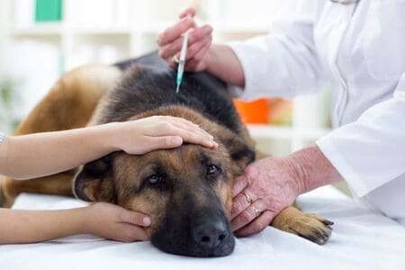 антибіотики для собак