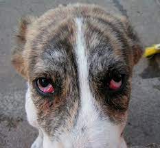 У собаки слезятся глаза, что это может быть?